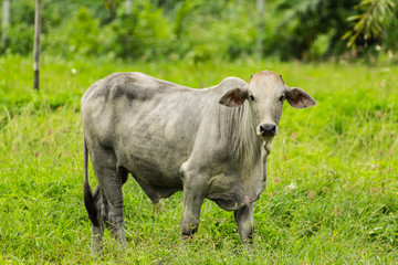 White cow stands in pasture