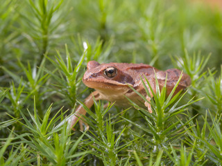 Grasfrosch (Rana temporaia) im Moos