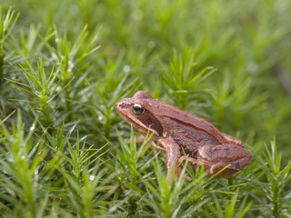 Grasfrosch (Rana temporaia) im Moos