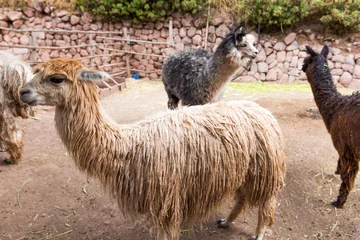 Fotobehang Peruvian  Llama. Farm of llama,alpaca,Vicuna in Peru © vitmark