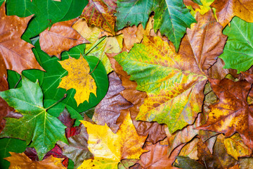 autumn