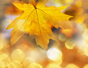 Fototapeta premium Autumn leaves