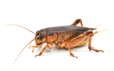 black cricket isolated on white background