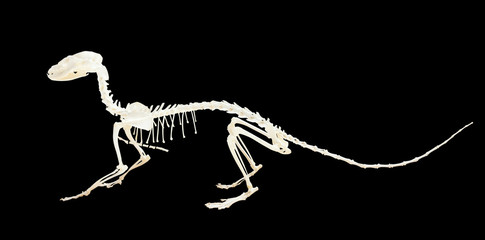 Skeleton of genet. Isolated over black