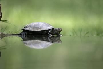 Naklejka premium European pond turtle, Emys orbicularis,