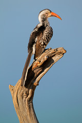 Red-billed hornbill