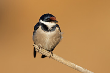 White-throated swallow
