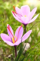 Saffron flowers on the field