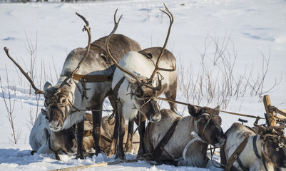 harness of reindeers