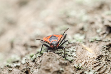 Red Striped Shield Bug Or Stink Bug