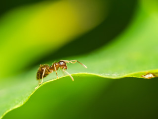 Brown Ant Close Up Details