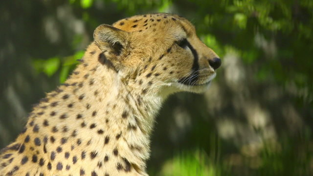 Young cheetah chirping in his aviary, at the Zoo.