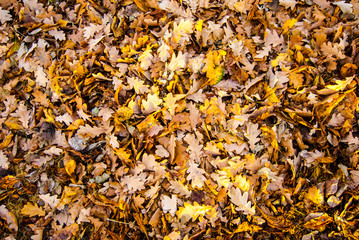 autumn leaves