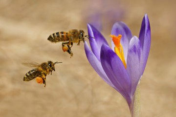 Honeybees (Apis mellifera), bees flying over the crocuses