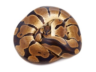 Python regius on white background
