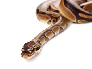 Fototapeta premium Python regius on white background