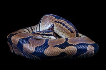 Obraz premium Python regius on a black background