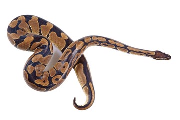 Python regius with tongue sticking out