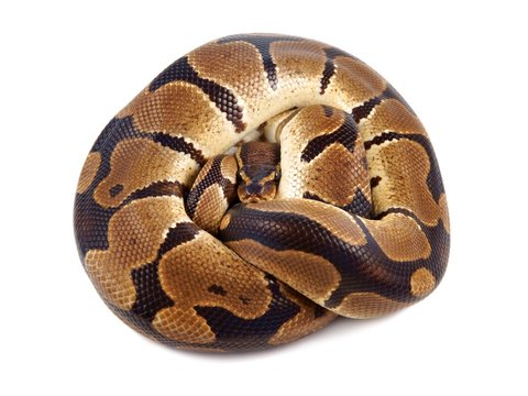 Python regius on white background