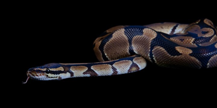Python regius with tongue sticking out, on a black background