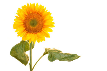 Obraz premium Sunflower on a white background