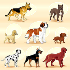 Groups of dog.