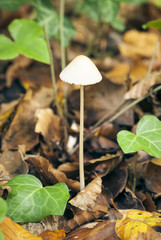 Mycena Mushroom