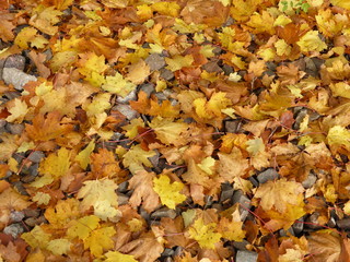 Hintergrundbild - Herbststimmung