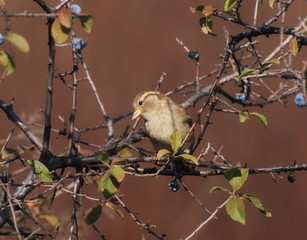 House Sparrow, Passer domesticus