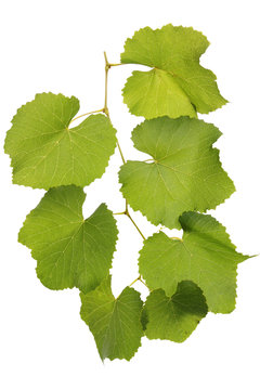 green leaves of grape