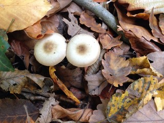 Mushrooms in the Forrest