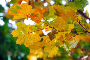 Many colored autumn leaves of maple