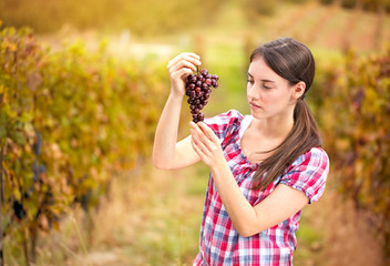 woman looks the grapes in the vineyard