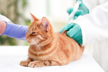 Veterinarian giving injection insulin to a cat