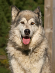 Portrait de chien de traîneau