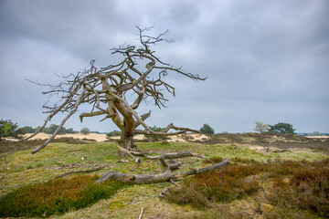 Dead tree