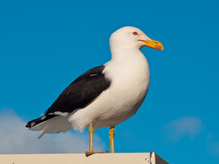 Black-backed gull