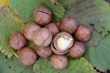 Macadamianüsse