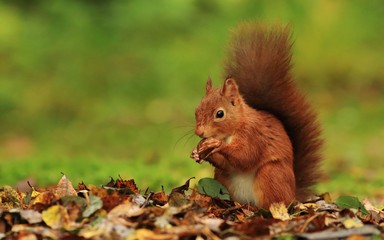 Fototapeta premium Red Squirrel (Sciurus vulgaris)