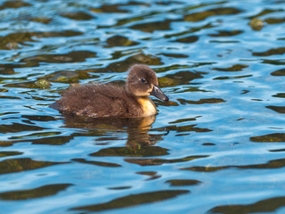 cute little duckling
