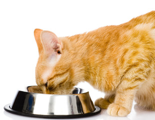 red cat eating food. isolated on white background