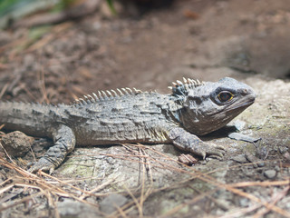 The Tuatara