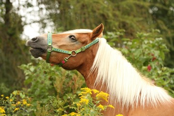 kecker haflinger in blumenwiese