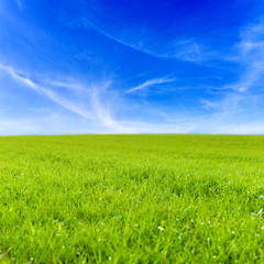 Grass field and blue sky