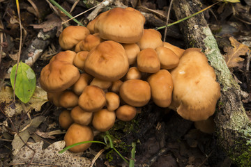 Mushroom