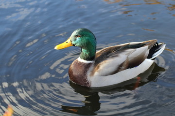 Colvert, canard, mallard