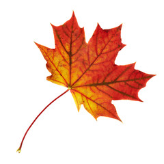 Maple-leaf isolated over white