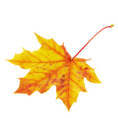 Maple-leaf isolated over white