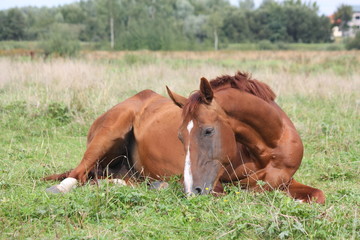 Fototapeta premium Happy horse rolling in the grass