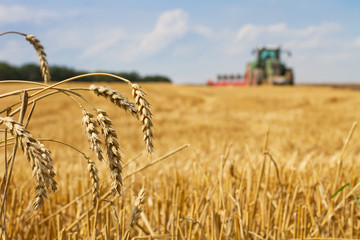 Obraz premium Wheat straws after harvest and tractor plowing a stubble field